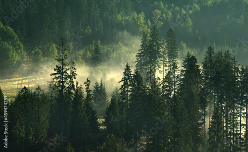 Krajobraz mglisty zielony las