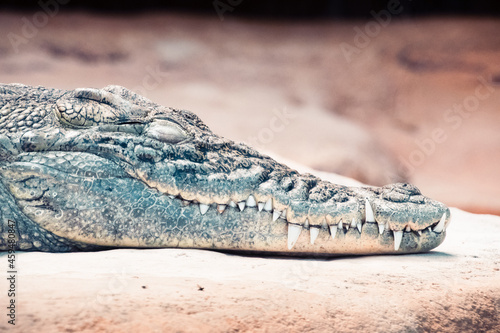 Nile crocodile at the Palmyre Zoo