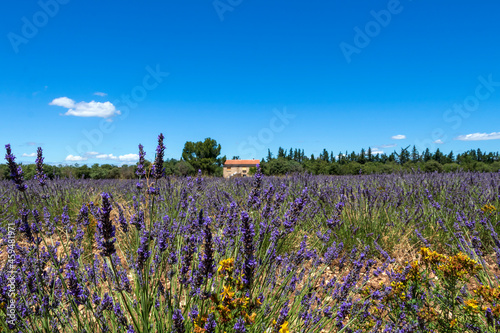 Typical provencal house in french countryside with blooming lavender field in foreground, Provence, France