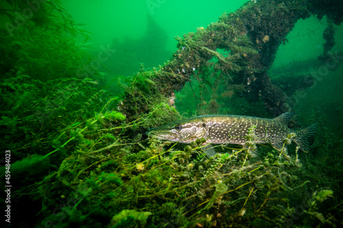 Northern pike patiently awaiting for prey underwater.