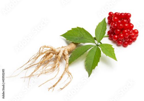 Ginseng plant isolated on white background. Medical wild ginseng root.