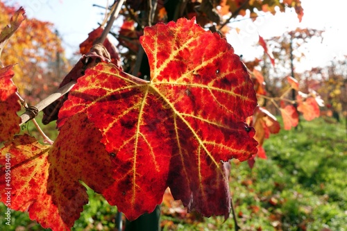 red leaves of black lambrusco grapes in a vineyard in September in the countryside of Spezzano, Modena, Emilia Romagna, Italy