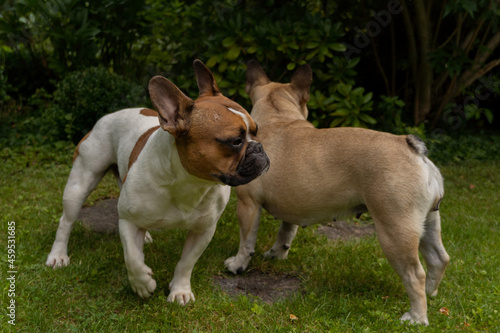 2 Bulldogi francuskie hasające w ogrodzie, lato 2021