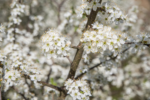 A branch of flowering blackthorn. Selective focus. Blurred background.