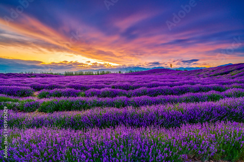 Princess Sadness Lavender Estate sunset in Huocheng county Xinjiang Uygur Autonomous Region, China. 