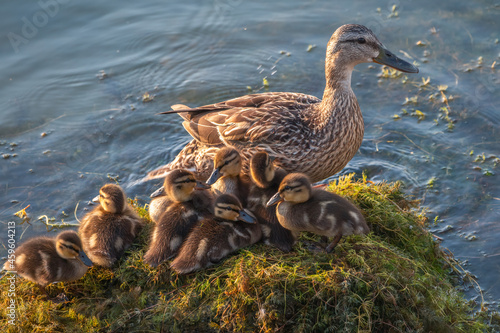 Adult duck with many ducklings sits on green shore of pond