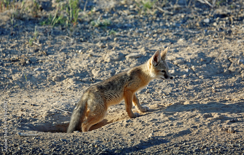 Fox coming out of the foxhole - Snake Valley, Nevada