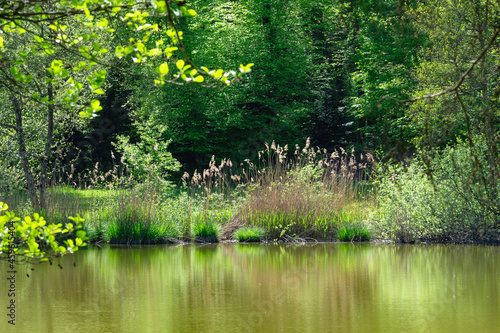 étang du Sépay, Réserve naturelle