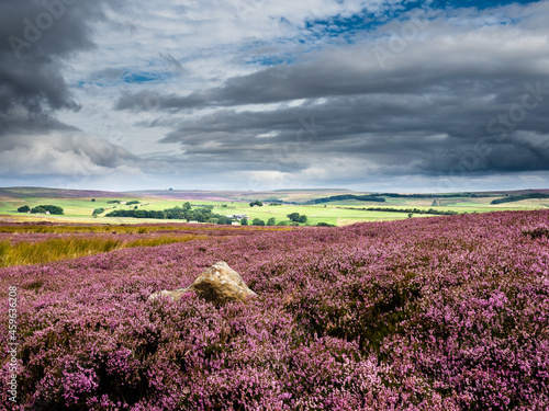 Beautiful vibrant purple heather on open moorland with blue skies and dramatic skies. 