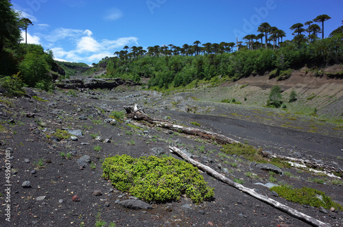 South America nature landscape, Dead trees on bottom of dark canyon after post-eruptive lahar on mountainside through araucaria araucana forest of Villarrica volcano, Villarrica national park in Chile