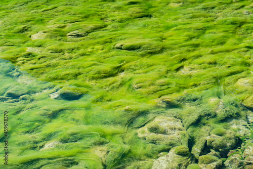 Texture of aquatic plants creeping along the bottom