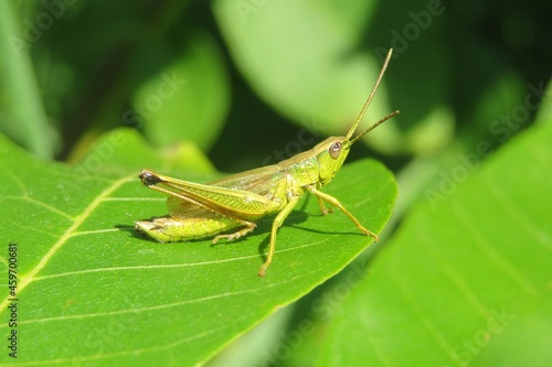Beautiful green grasshopper on natural leaves background, closeup