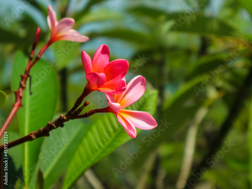 macro photo of red frangipani flowers on the cliff of Dewi Kwan Im's temple