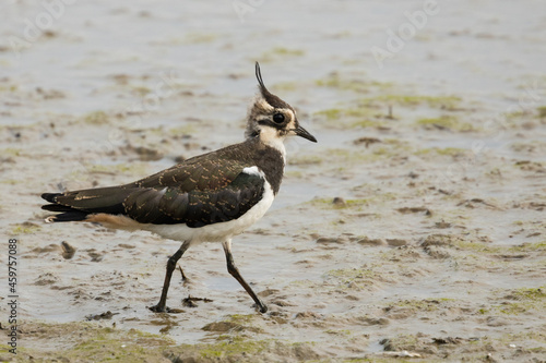 Northern lapwing (Vanellus vanellus) feeding on the marsh mud