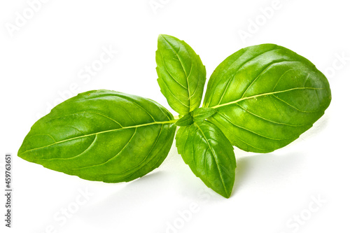 Fresh organic basil leaf, close-up, isolated on white background.