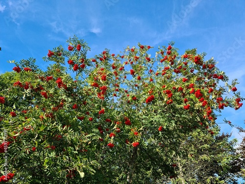 Bright red small rowan berries flaunt on the branches in early autumn