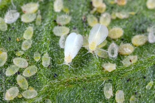 Adults, larvae and pupae of Glasshouse whitefly (Trialeurodes vaporariorum) on the underside of tomato leaves. It is a currently important agricultural pest.