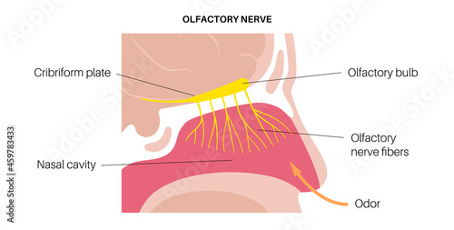 Olfactory nerve anatomy