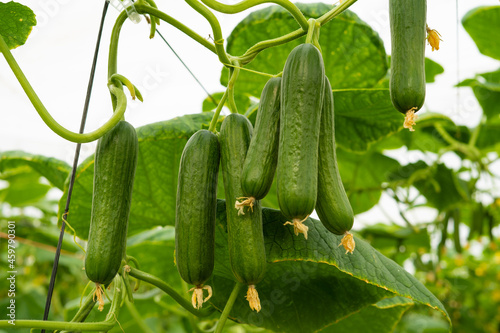 Cultivo de pepino mini en un invernadero de Almería 