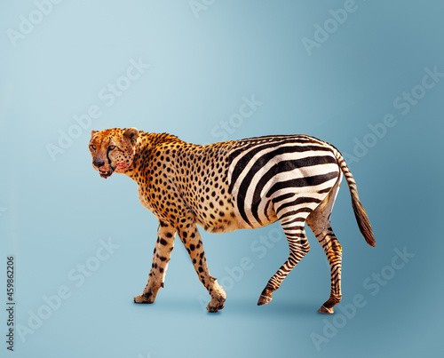 Half cheetah partially zebra predator vs herbivore