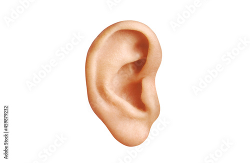 human ear 