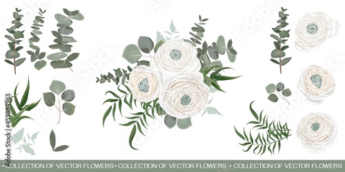 Floral vector collection. White roses, ranunculus, eucalyptus, green plants and leaves. Flower compositions on white background.