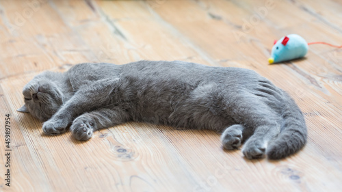Kot brytyjski niebieski, młody szary kot śpiący na podłodze, z pluszową zabawką, myszką w tle