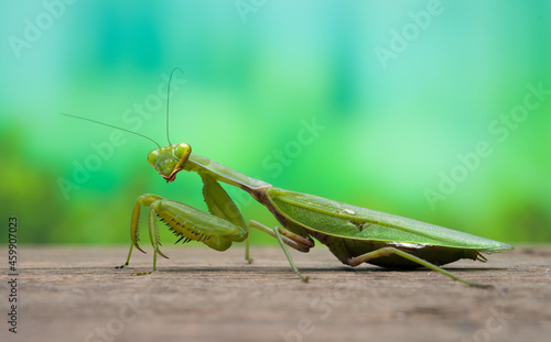 A close up view of a praying mantis on a wood table in the spring. Natural background concept