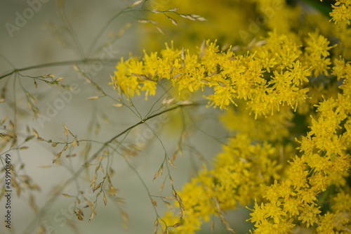 Solidago flowers and poa grass, botanic background for autumn, goldenrod closeup.