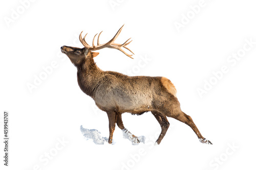 Reindeer in snow is isolated on white background for design as the oject of the new year and Christmas team of Santa Claus leader of the pack leader deer