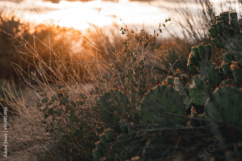 Prickly Pear Cactus at Sunset