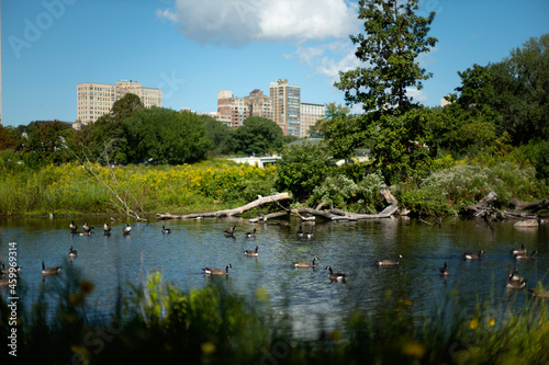 Pond in Lincoln park Chicago with yellow flowers woods and ducks