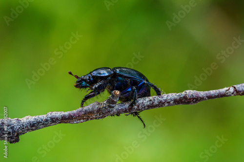 Black and blue dor beetle crawling on a branch