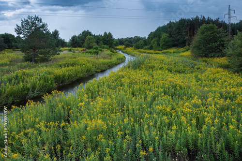 Scenic rural landscape with river passing trough blooming goldenrod (solidago) field