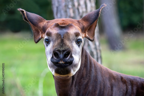 Closeup photo of okapi, artiodactyl mammal that is endemic to the northeast Democratic Republic of the Congo in central Africa