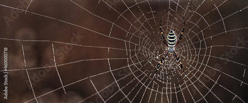 Argiope bruennichi Yellow-black spider in her spiderweb