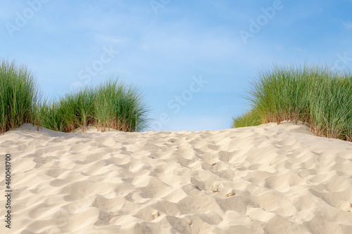 The dunes or dyke at Dutch north sea coast, Close up of european marram grass (beach grass) with blue sky as background, Nature sand pattern texture background, North Holland, Netherlands.