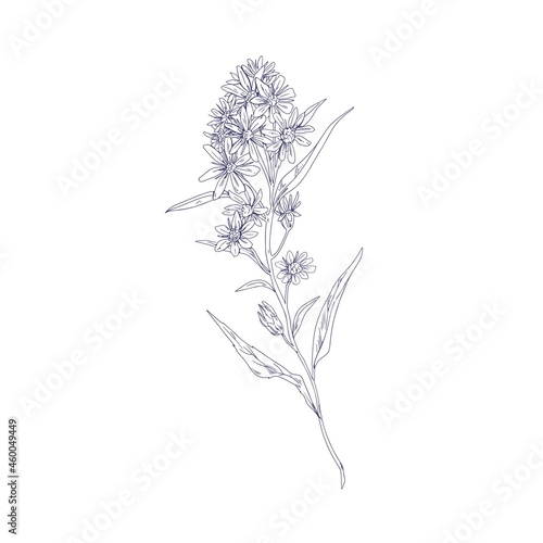 Outlined goldenrod, wild field flower. Botanical vintage drawing of medical floral plant. Herb of Solidago nemoralis. Detailed sketch of wildflower. Vector illustration isolated on white background