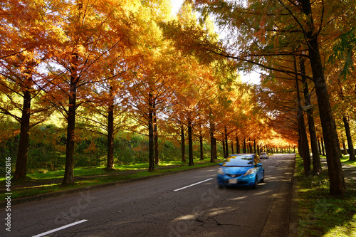 金沢太陽が丘の紅葉したメタセコイア並木道をドライブ