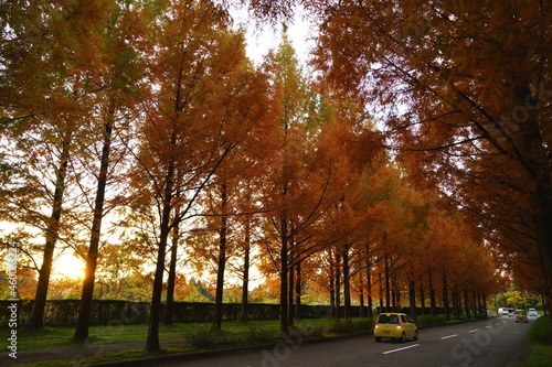 金沢太陽が丘の紅葉したメタセコイア並木道をドライブ