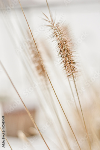 Suche trawy, trawy ozdobne na plakat w stylu boho. Dry grass, poster.