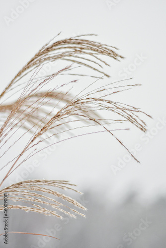 Suche trawy, trawy ozdobne na plakat w stylu boho, miskant chiński. Dry grass, poster.