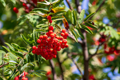 Red rowan berries and green leaves in September