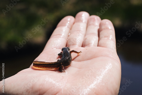 Closeup shot of a rough-skinned newt resting on a human's hand