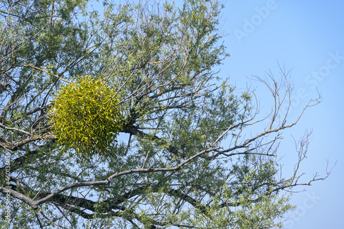 Mistletoe (Viscum album) growing in an old willow tree, an evergreen parasitic plant, said to have mythical effects, blue sky, copy space