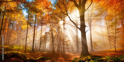 Enchanting sun rays falling through the mist in a golden forest in autumn. The beauty of nature in vibrant warm autumnal colors of deciduous trees