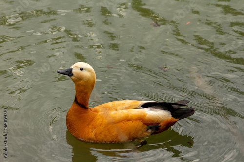 Duck ogar ogari swimming in water. High quality photo