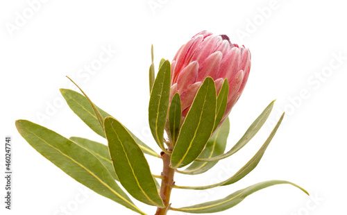 Pink exotic protea flower, cultivated as a cutflower isolated on white background