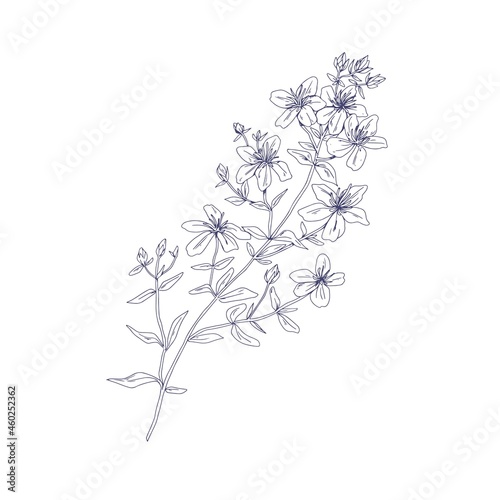 Outlined St. John's wort, wild medicinal flower. Botanical vintage sketch of floral goatweed plant. Hypericum perforatum drawing. Hand-drawn vector illustration of tutsan isolated on white background