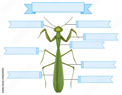 External Anatomy of a mantis worksheet